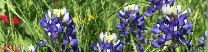 Wilson Hill Bluebonnets